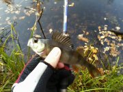 IMG0002A.jpg