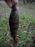 perch2_copy.jpg
