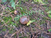 IMG_1091.JPG