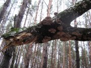 IMG_1093.JPG