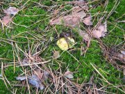 IMG_1095.JPG