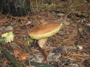 IMG_1100.JPG