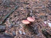 IMG_1096.JPG
