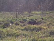 DSC00527.JPG