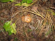 IMG_1116.JPG
