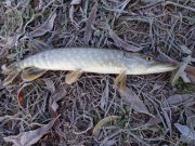 DSC00564.JPG