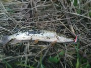 DSC01356.JPG