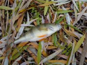 DSC00595.JPG