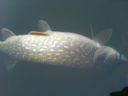 DSC00443.JPG