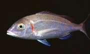 960022Pagellus_erythrinus_.jpg