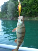 Woody Bell Super Shad.jpg