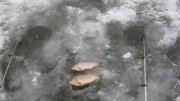 IMG_1341.jpg