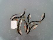 27122012611.jpg