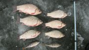 IMG_1355.jpg