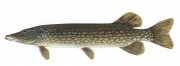 Esox_lucius1[1].jpg