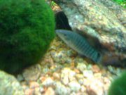 26062008410.jpg