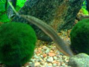 26062008412.jpg