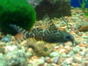26062008413.jpg