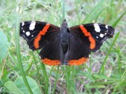 IMG_0347.jpg