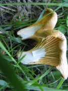 IMG_0337.jpg