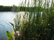 IMG_0596.jpg