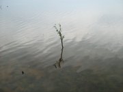 IMG_0636.jpg