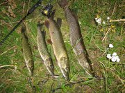 IMG_0674.jpg