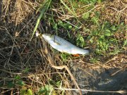 IMG_0742.jpg