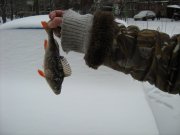 IMG_1217.JPG