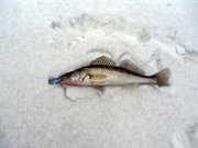 DSCN0536.JPG