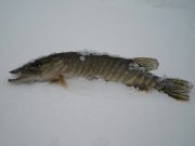 DSCN0401.JPG