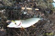100_3981.jpg