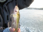 IMG_1285.JPG