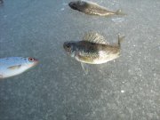 IMG_1287.JPG