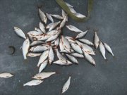 IMG_1296.JPG
