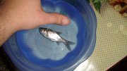 DSC04550.JPG