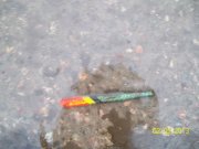 100_2781_thumb.jpg
