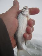 1-IMG_0011.JPG