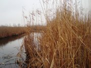 DSC08481.JPG