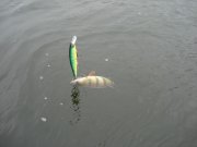 DSC08011.JPG