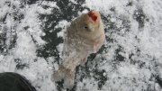 IMG_1464.jpg