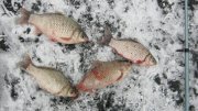 IMG_1468.jpg