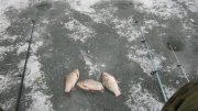 IMG_1474.jpg