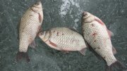IMG_1475.jpg
