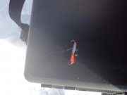 IMG_20130224_135658.jpg