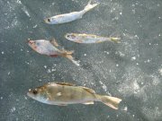 IMG_1406.JPG