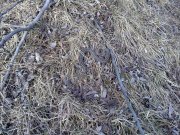03032013395н.JPG