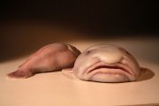 Рыба-капля---2.jpg