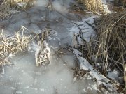 IMG_1487.JPG