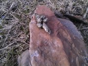 IMG_20130331_144317.jpg